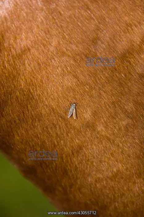 : Gadfly on the skin of a Cheval France : Gadfly on the skin of a Cheval France