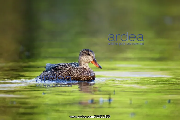 : Gadwall (Anas strepera). Cornwall - UK
