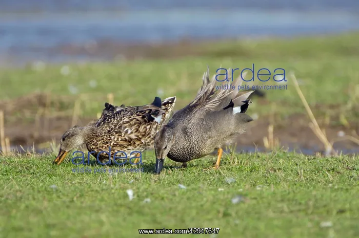 : Gadwall (Anas strepera). Male and female feeding on grass : Gadwall (Anas strepera). Male and female feeding on grass