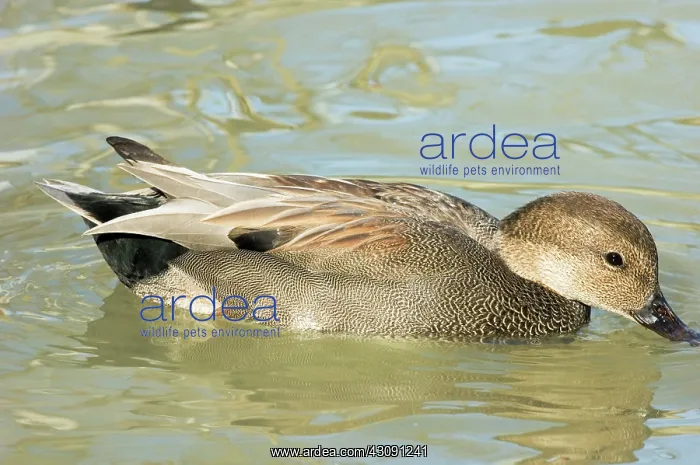 : Gadwall. Male Gadwall (Anas strepera). Photographed in Scotland Neck, NC : Gadwall. Male Gadwall (Anas strepera). Photographed in Scotland Neck, NC