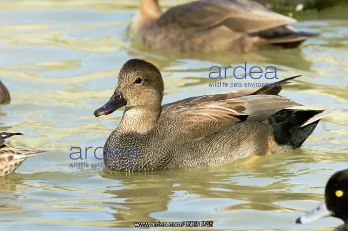 : Gadwall. Male Gadwall (Anas strepera). Photographed in Scotland Neck, NC : Gadwall. Male Gadwall (Anas strepera). Photographed in Scotland Neck, NC