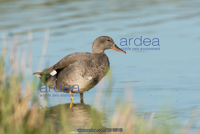 : Gadwall (Anas strepera) male standing in shallow water : Gadwall (Anas strepera) male standing in shallow water