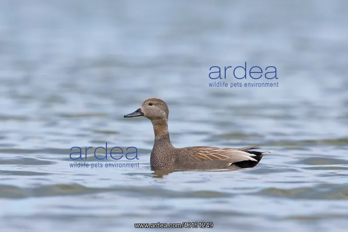 : Gadwall (Anas strepera) male in the water, The Netherlands, Noord-Holland, Balgzandpolder : Gadwall (Anas strepera) male in the water, The Netherlands, Noord-Holland, Balgzandpolder