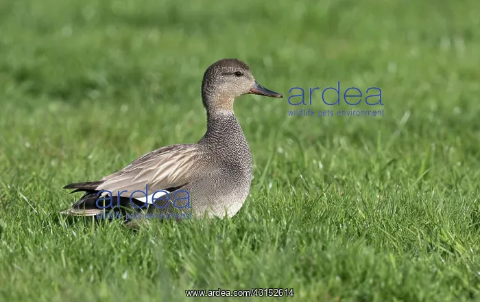 : Gadwall (Anas strepera) male standing on meadow : Gadwall (Anas strepera) male standing on meadow
