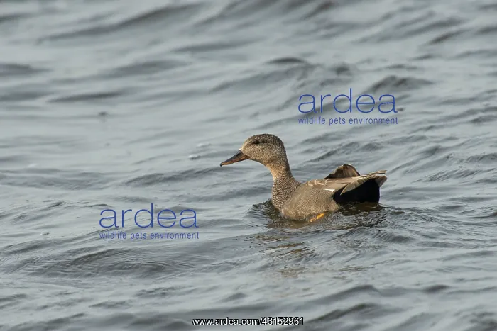 : Gadwall. Male Gadwall (Anas strepera ) swimming in water : Gadwall. Male Gadwall (Anas strepera ) swimming in water