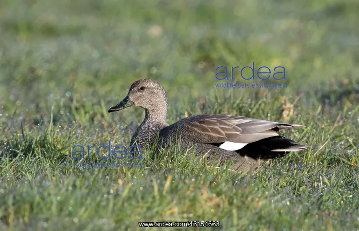 : Gadwall (Anas strepera) male resting on meadow : Gadwall (Anas strepera) male resting on meadow