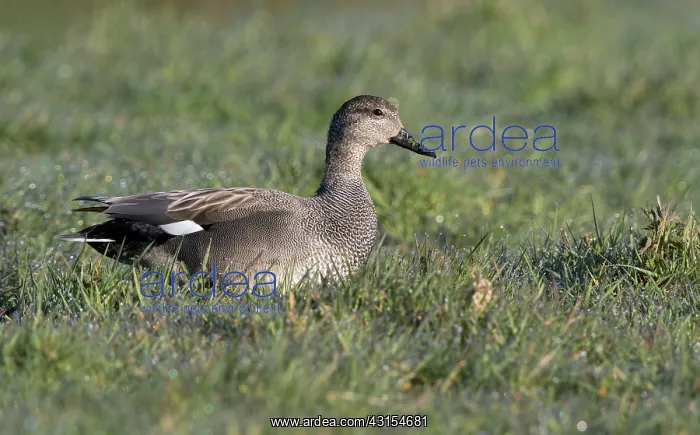 : Gadwall (Anas strepera) male foraging on meadow : Gadwall (Anas strepera) male foraging on meadow