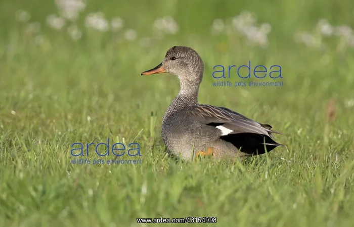 : Gadwall (Anas strepera) male standing on meadow between flowers : Gadwall (Anas strepera) male standing on meadow between flowers