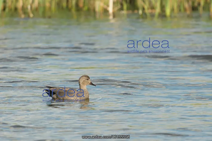: Gadwall. Male Gadwall (Anas strepera) swimming in water : Gadwall. Male Gadwall (Anas strepera) swimming in water