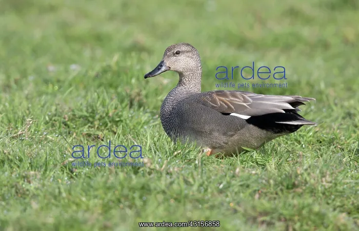 : Gadwall (Anas strepera) male resting on meadow : Gadwall (Anas strepera) male resting on meadow