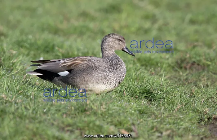: Gadwall (Anas strepera) male resting on meadow : Gadwall (Anas strepera) male resting on meadow