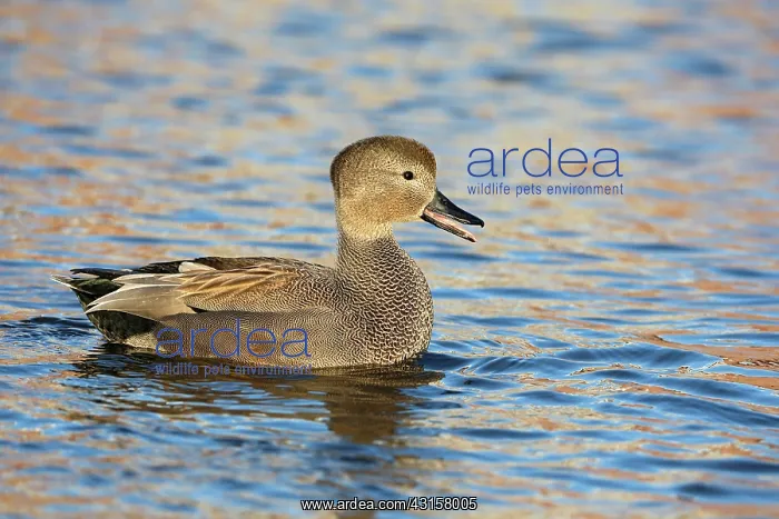 : Gadwall (Anas strepera) male calling on the water : Gadwall (Anas strepera) male calling on the water