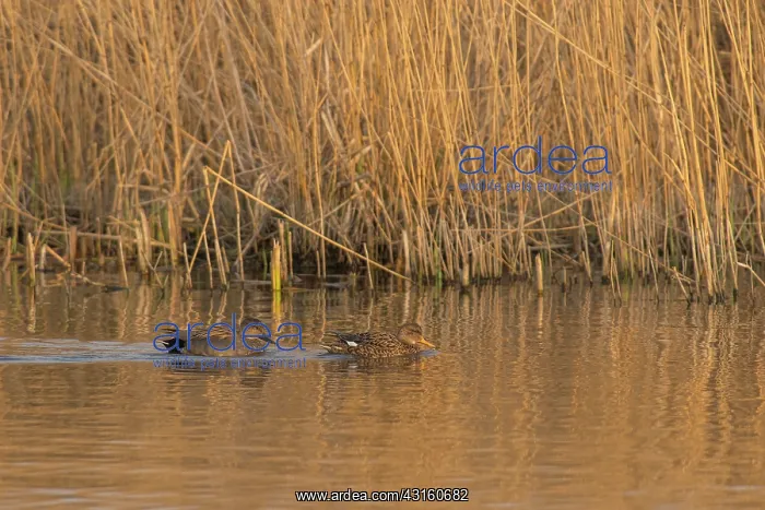 : Gadwall. A Couple Gadwall's (Anas strepera) swimming beside Reed : Gadwall. A Couple Gadwall's (Anas strepera) swimming beside Reed