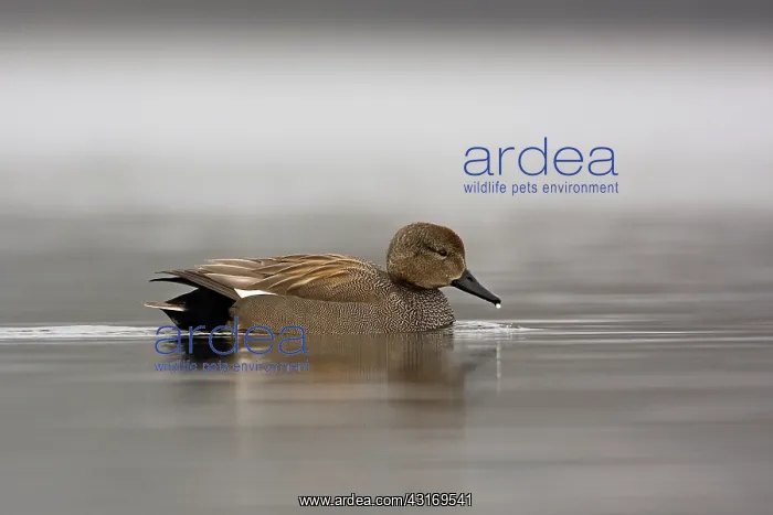 : Gadwall (Anas strepera) drake on the water, Noord-Brabant : Gadwall (Anas strepera) drake on the water, Noord-Brabant