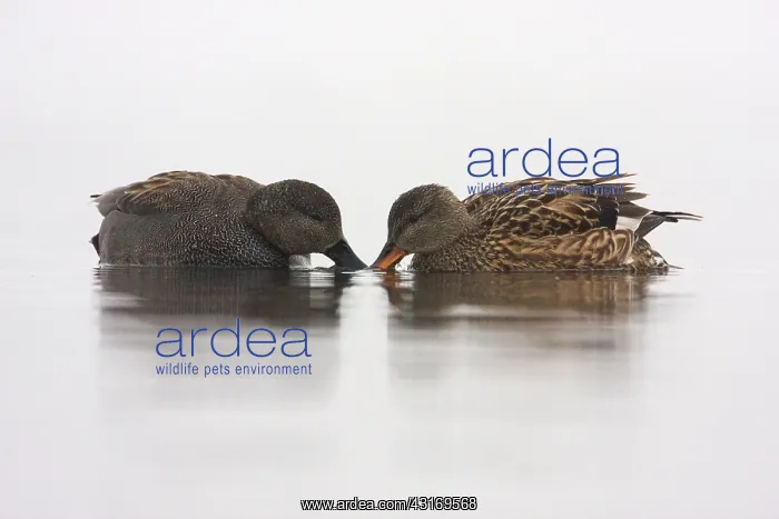 : Gadwall (Anas strepera) foraging gadwall pair in fog : Gadwall (Anas strepera) foraging gadwall pair in fog