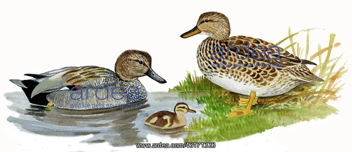 : Gadwall (Anas strepera) male swimming, female standing and downy young : Gadwall (Anas strepera) male swimming, female standing and downy young