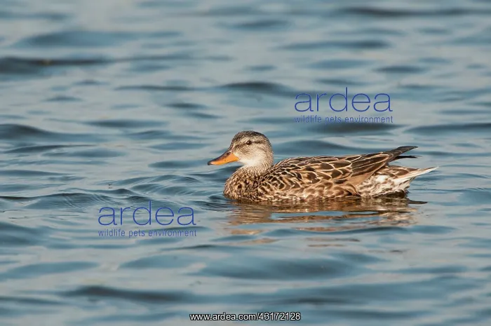 : Gadwall (Anas strepera) female swimming in water : Gadwall (Anas strepera) female swimming in water