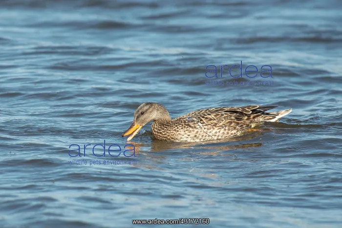 : Gadwall (Anas strepera) female swimming in water and picking-up some flies : Gadwall (Anas strepera) female swimming in water and picking-up some flies