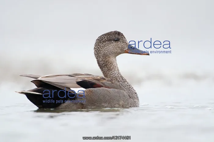 : Gadwall (Anas strepera) male swimming in the water : Gadwall (Anas strepera) male swimming in the water
