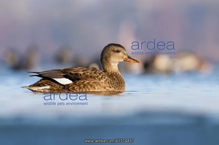 : Gadwall (Anas strepera) female in the water, The Netherlands, Noord-Holland, Wormerveer : Gadwall (Anas strepera) female in the water, The Netherlands, Noord-Holland, Wormerveer