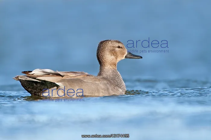  : Gadwall (Anas strepera) male in the water, The Netherlands, Noord-Holland, Wormerveer