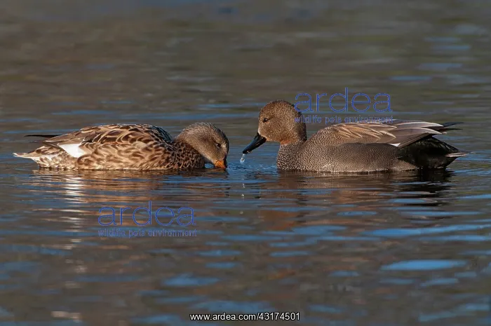 : Gadwall (Anas strepera) pair in the water, searching for food : Gadwall (Anas strepera) pair in the water, searching for food