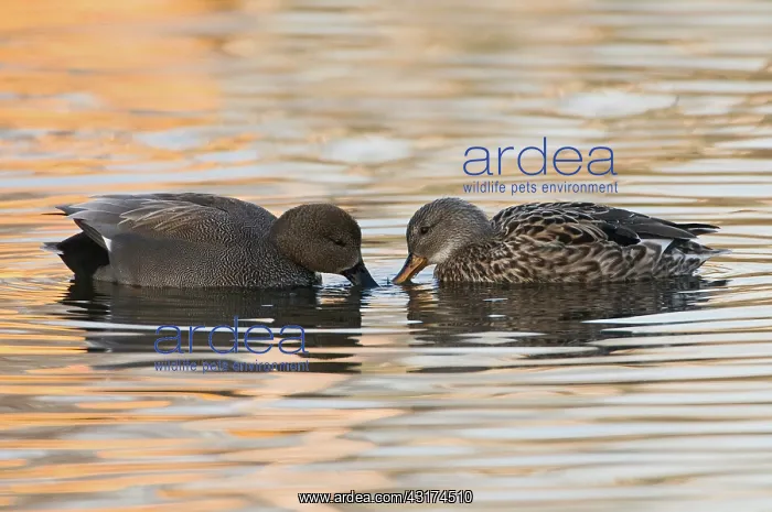 : Gadwall (Anas strepera) pair in the water, searching for food : Gadwall (Anas strepera) pair in the water, searching for food