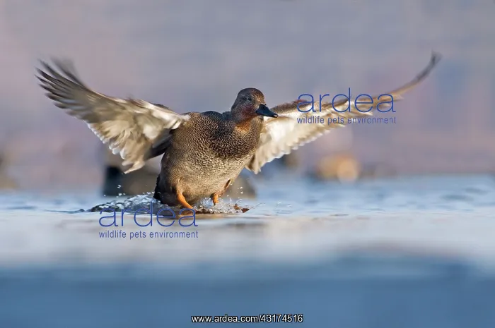: Gadwall (Anas strepera) male landing in the water : Gadwall (Anas strepera) male landing in the water