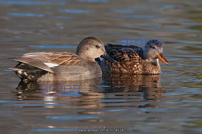 : Gadwall (Anas strepera) pair in the water, searching for food : Gadwall (Anas strepera) pair in the water, searching for food