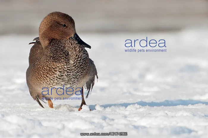 : Gadwall (Anas strepera) male standing on snow covered ice : Gadwall (Anas strepera) male standing on snow covered ice