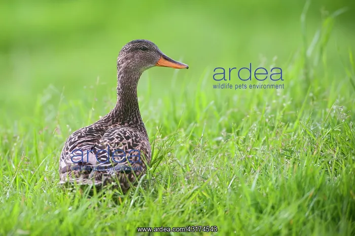 : Gadwall (Anas strepera) female in the grass, The Netherlands, Noord Holland, Wormerveer : Gadwall (Anas strepera) female in the grass, The Netherlands, Noord Holland, Wormerveer