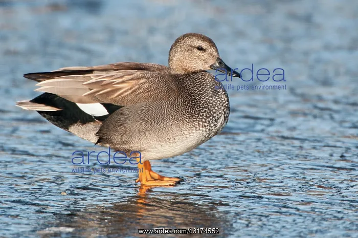 : Gadwall (Anas strepera) male standing on ice, The Netherlands, Noord Holland, Wormerveer