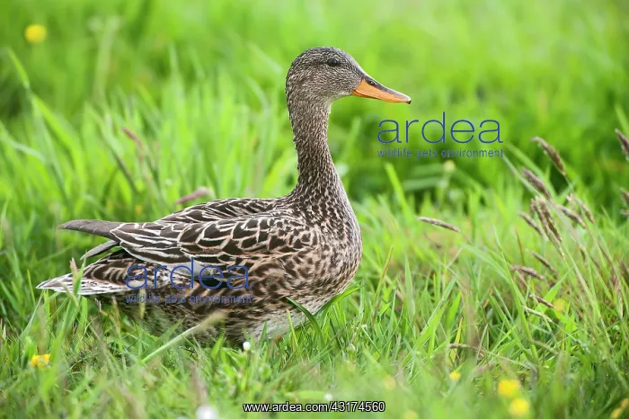 : Gadwall (Anas strepera) female in the grass, The Netherlands, Noord Holland, Wormerveer : Gadwall (Anas strepera) female in the grass, The Netherlands, Noord Holland, Wormerveer