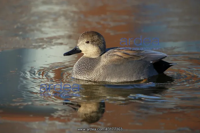 : Gadwall. Swimming Gadwall (Anas strepera) swimming with reflection : Gadwall. Swimming Gadwall (Anas strepera) swimming with reflection
