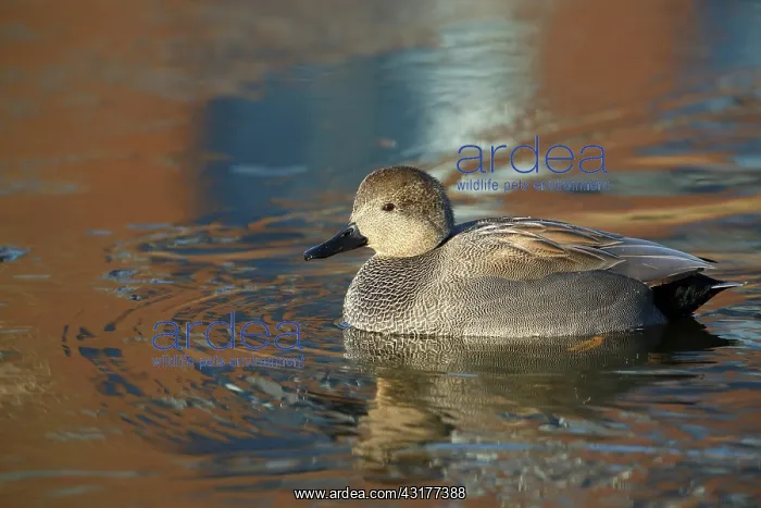 : Gadwall. Swimming Gadwall (Anas strepera) swimming with reflection : Gadwall. Swimming Gadwall (Anas strepera) swimming with reflection