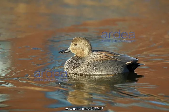 : Gadwall. Swimming Gadwall (Anas Strepera), The Netherlands, Flevoland, Oostvaardersplassen : Gadwall. Swimming Gadwall (Anas Strepera), The Netherlands, Flevoland, Oostvaardersplassen