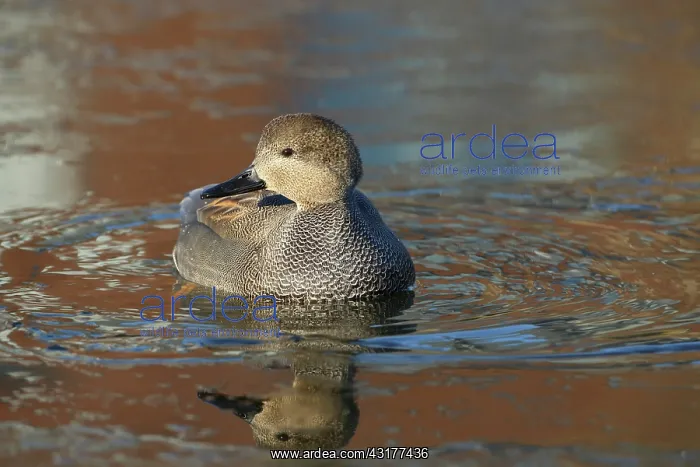 : Gadwall. Swimming Gadwall (Anas strepera), The Netherlands, Flevoland, Oostvaardersplassen : Gadwall. Swimming Gadwall (Anas strepera), The Netherlands, Flevoland, Oostvaardersplassen