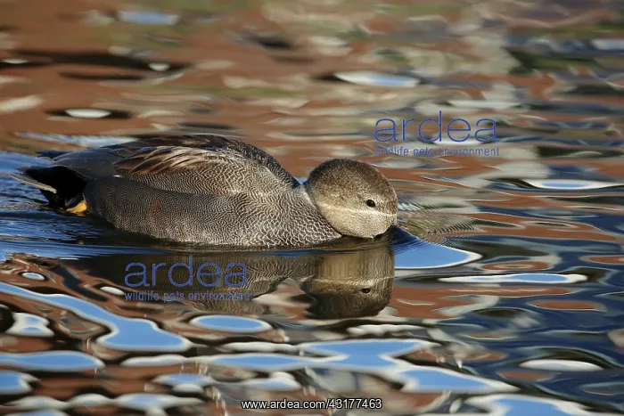  : Gadwall. Drinking Gadwall (Anas strepera), The Netherlands, Flevoland, Oostvaardersplassen