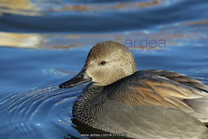 : Gadwall. Swimming Gadwall (Anas Strepera), The Netherlands, Flevoland, Oostvaardersplassen : Gadwall. Swimming Gadwall (Anas Strepera), The Netherlands, Flevoland, Oostvaardersplassen