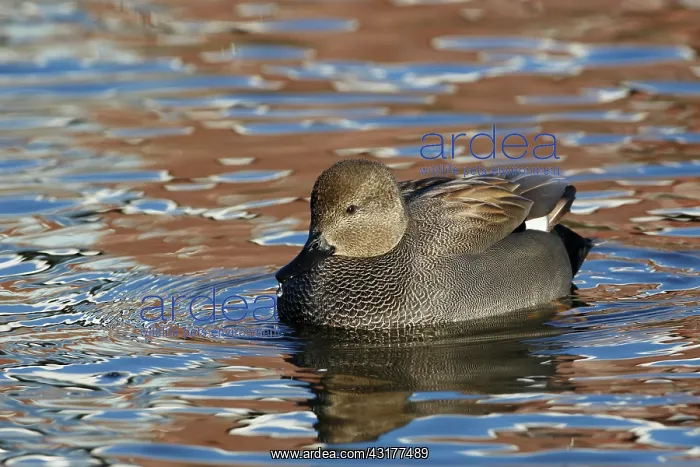 : Gadwall. Swimming Gadwall (Anas strepera), The Netherlands, Flevoland, Oostvaardersplassen : Gadwall. Swimming Gadwall (Anas strepera), The Netherlands, Flevoland, Oostvaardersplassen