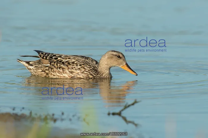 : Gadwall (Anas strepera) female swimming in water : Gadwall (Anas strepera) female swimming in water