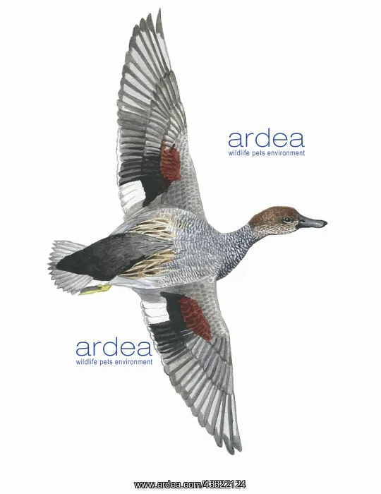 : Gadwall (Anas strepera) male in flight : Gadwall (Anas strepera) male in flight