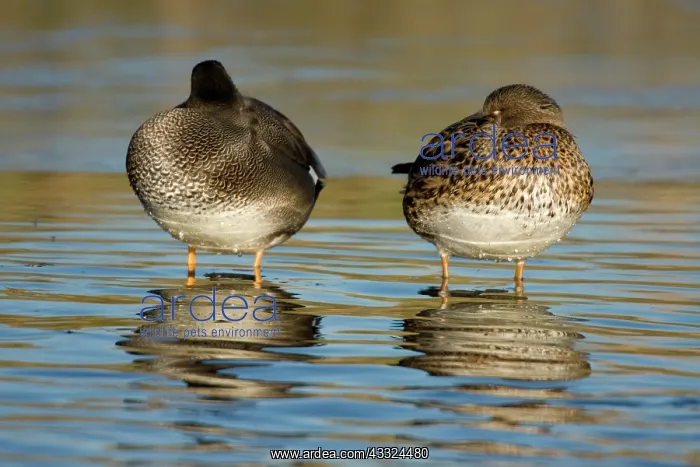 : Gadwall (Anas strepera) couple sleeping on ice, The Netherlands, Gelderland, Arkervaart : Gadwall (Anas strepera) couple sleeping on ice, The Netherlands, Gelderland, Arkervaart