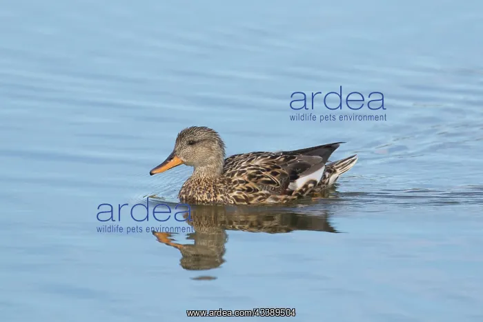 : Gadwall - schwimming female - Germany : Gadwall - schwimming female - Germany