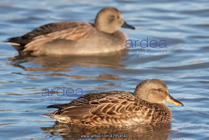 : Gadwall - adult female on the water with adult : Gadwall - adult female on the water with adult