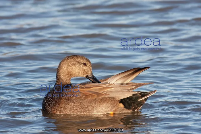 : Gadwall - adult male preening on the water : Gadwall - adult male preening on the water