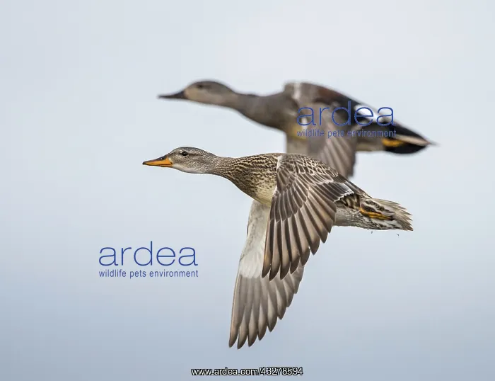 : Gadwall (Anas strepera) couple in flight, The N : Gadwall (Anas strepera) couple in flight, The N