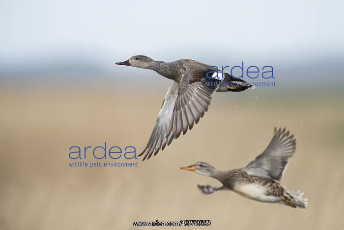 : Gadwall (Anas strepera) male and female flying : Gadwall (Anas strepera) male and female flying