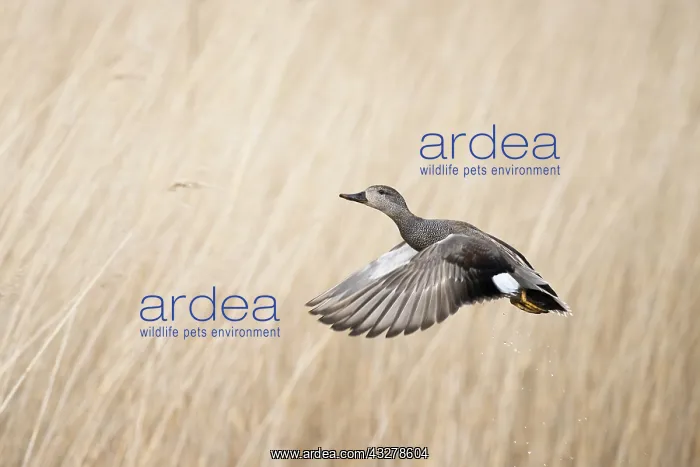  : Gadwall (Anas strepera) male flying against a r