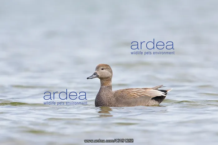 : Gadwall (Anas strepera) male in the water, The Netherlands : Gadwall (Anas strepera) male in the water, The Netherlands